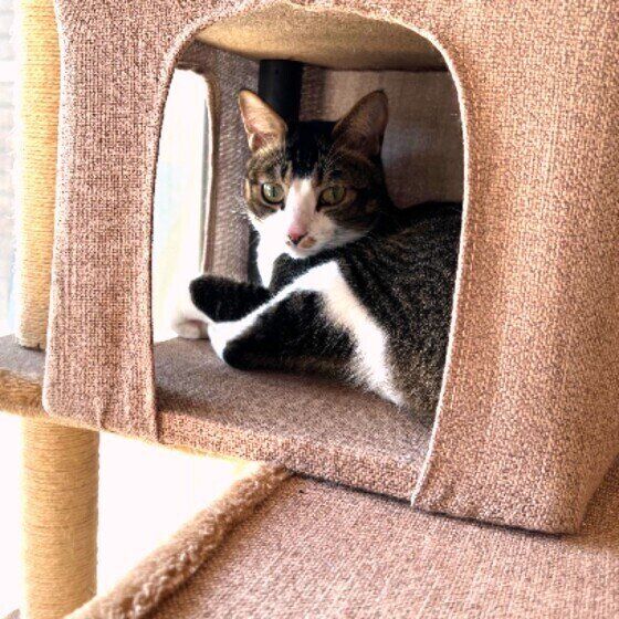 キャットタワーに隠れるマルくん