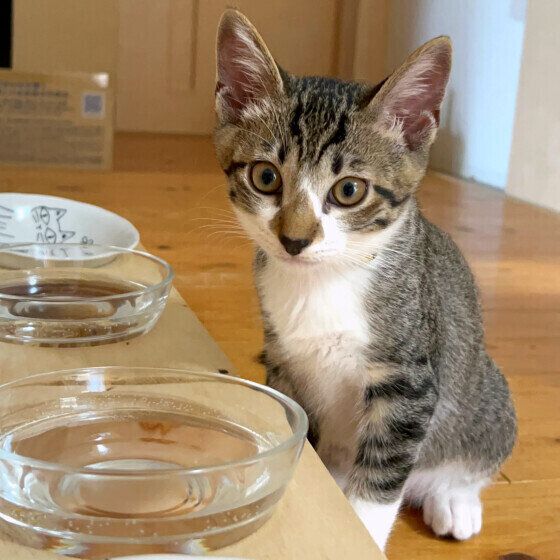 ごはんを待つミチくん