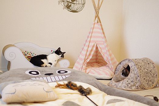猫部屋にテント置いたら思ったより林間学校だこれ