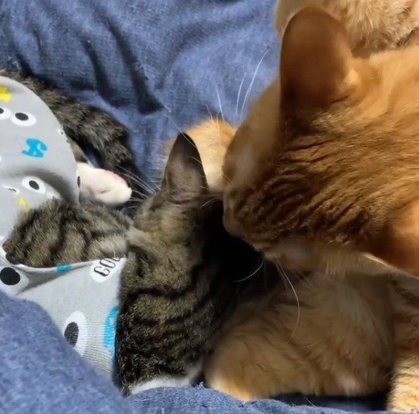 ママのおっぱいを探す猫