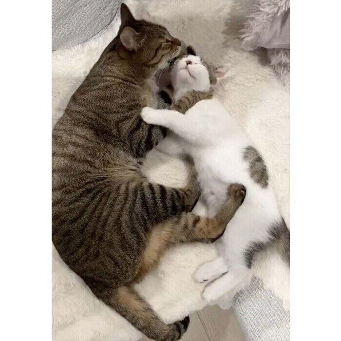 仲良しならん丸くん、ゆき丸くん