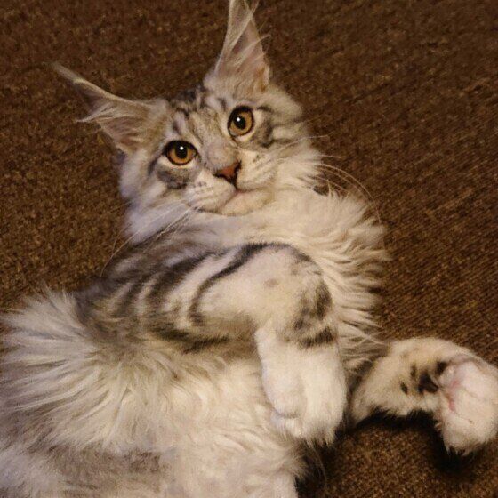 メインクーンのソラちゃん