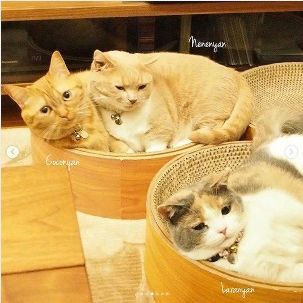 待ち伏せするマンチカン