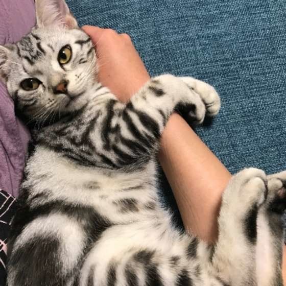 ケリケリするアメリカンショートヘア