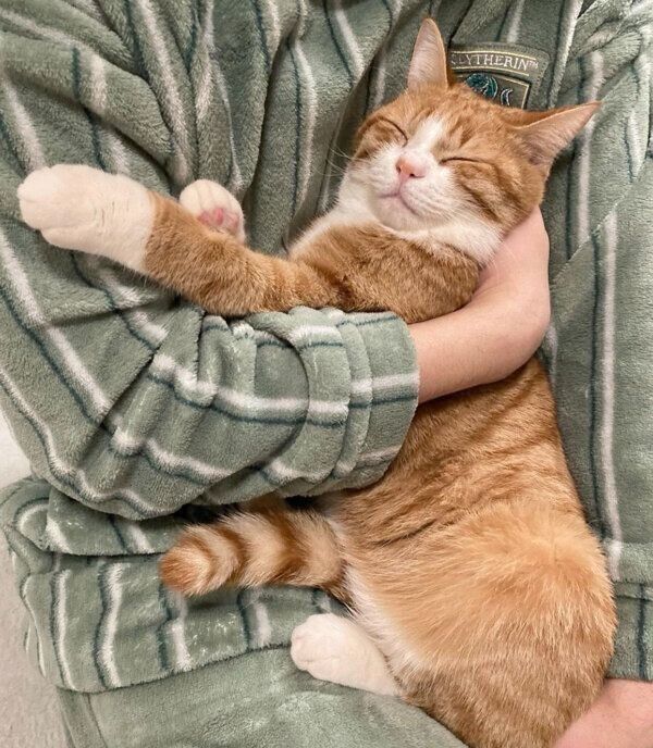 抱っこが大好きないなりくん