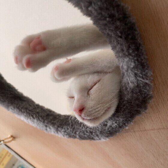 MIX白のゆきちゃん