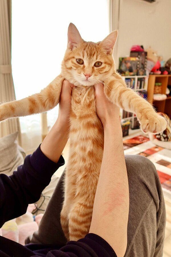 抱っこされるボブくん