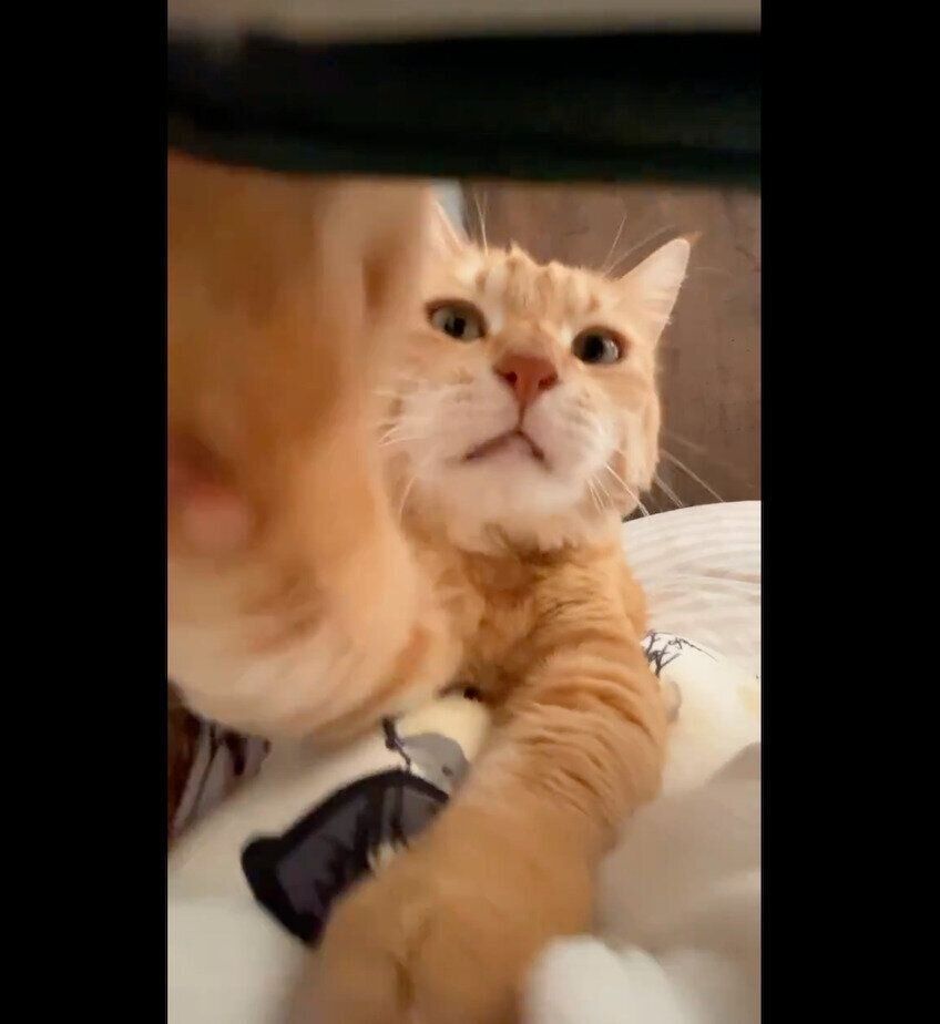 スマホをバシバシ叩くちゃろう丸くん