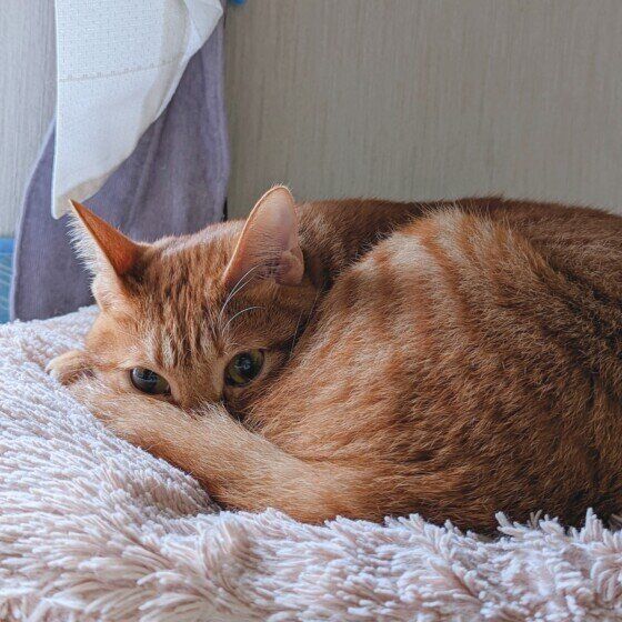 Mix（茶トラ）の虎斗くん♪