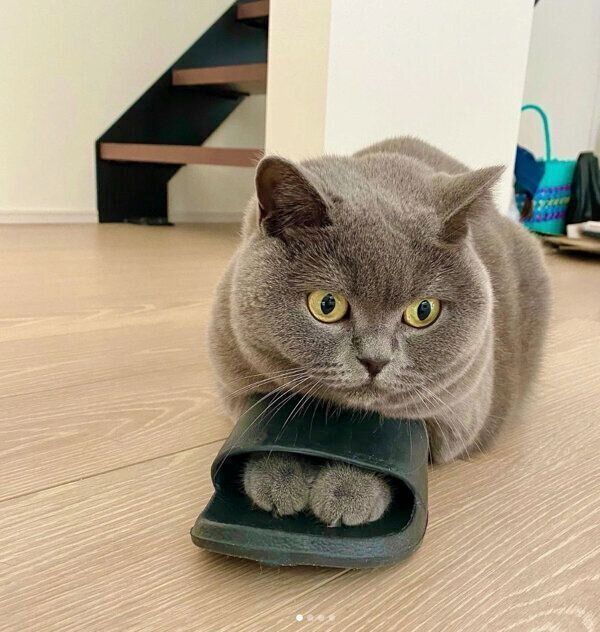 スリッパにからむマッシュちゃん