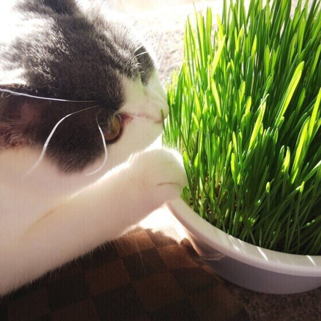 21年最新版 猫草の人気商品おすすめ6選 与え方や注意点も ねこのきもちweb Magazine 21年最新版 猫草の人気商品おすすめ6選 与え方や注意点も ねこのきもちweb Magazine