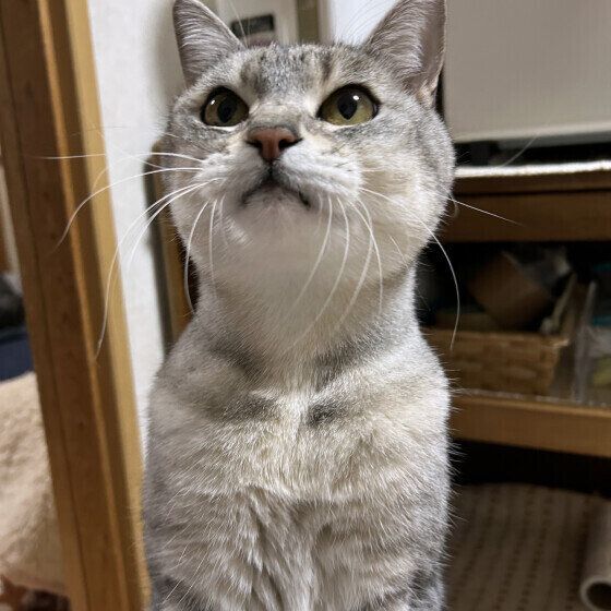 上を見つめるグレーの猫