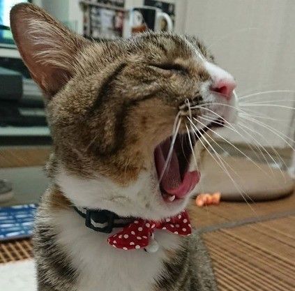 あくびをする猫