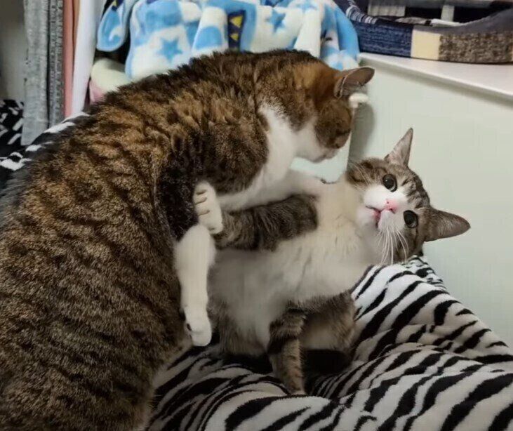 ゆるくケンカする猫