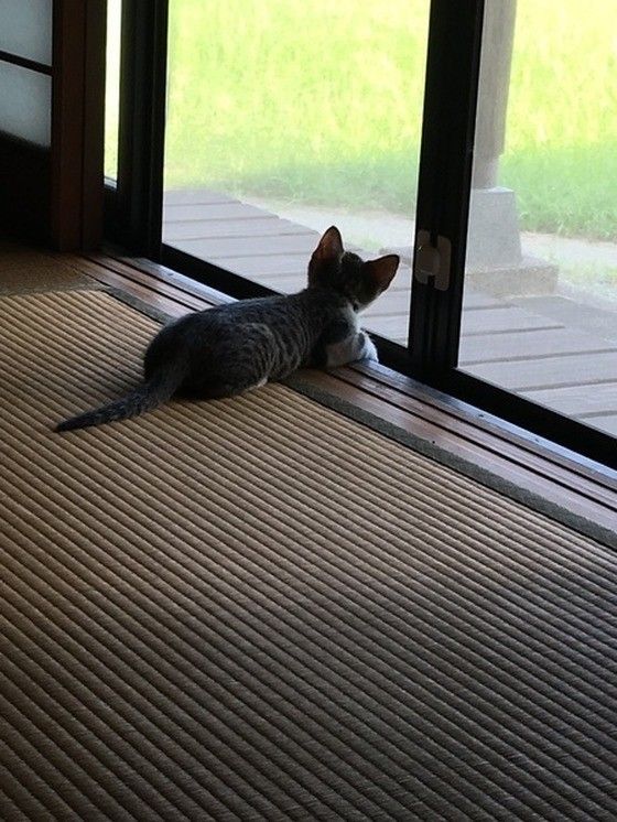 夏のある日のはるくん