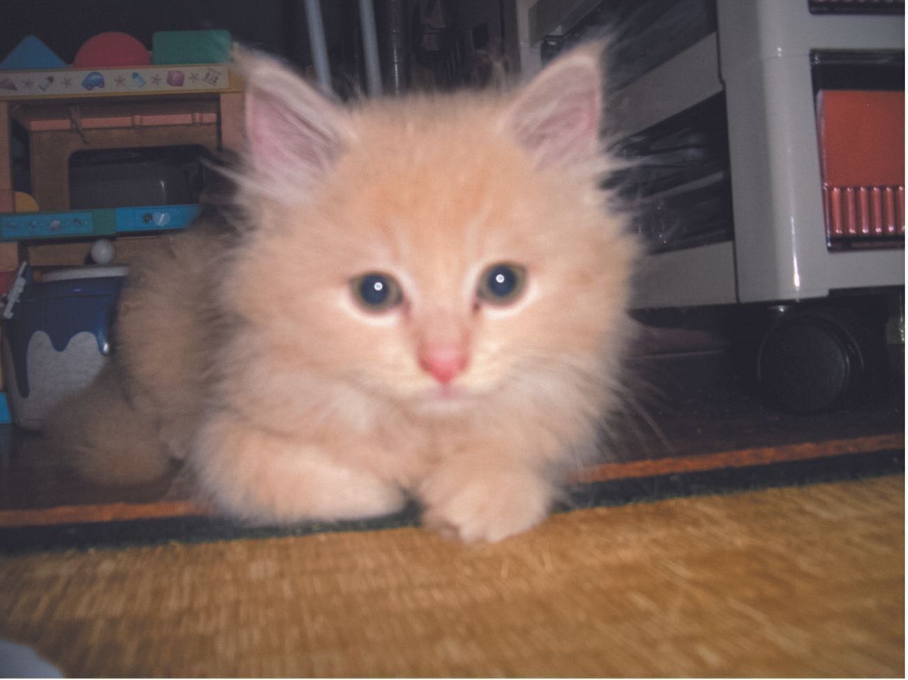 画像／ねこのきもち2024年7月号