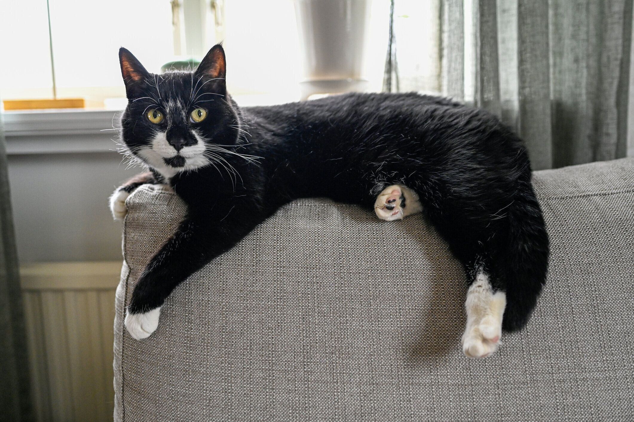 ソファの背もたれに横たわる黒と白の猫