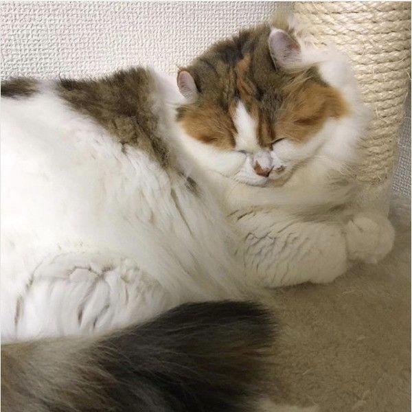 キャットタワー大好きニャンコ