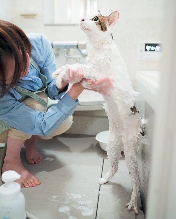 シャンプーされる猫