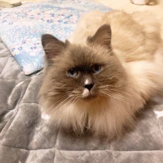 見つめるラグドール