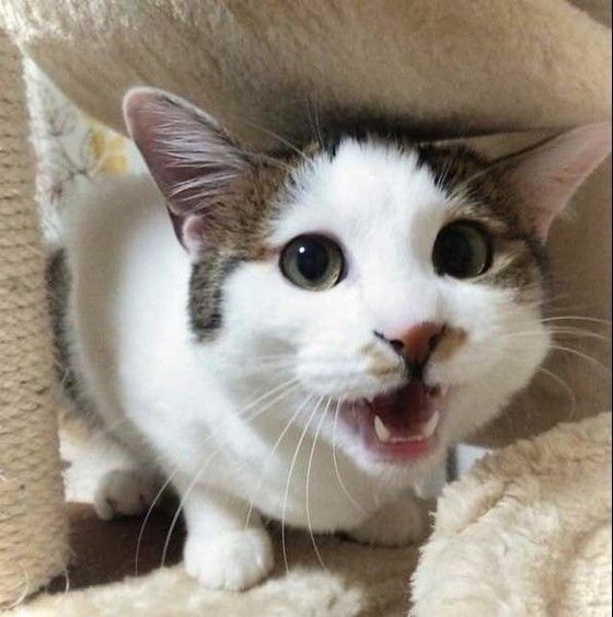 トイレハイのキジトラ