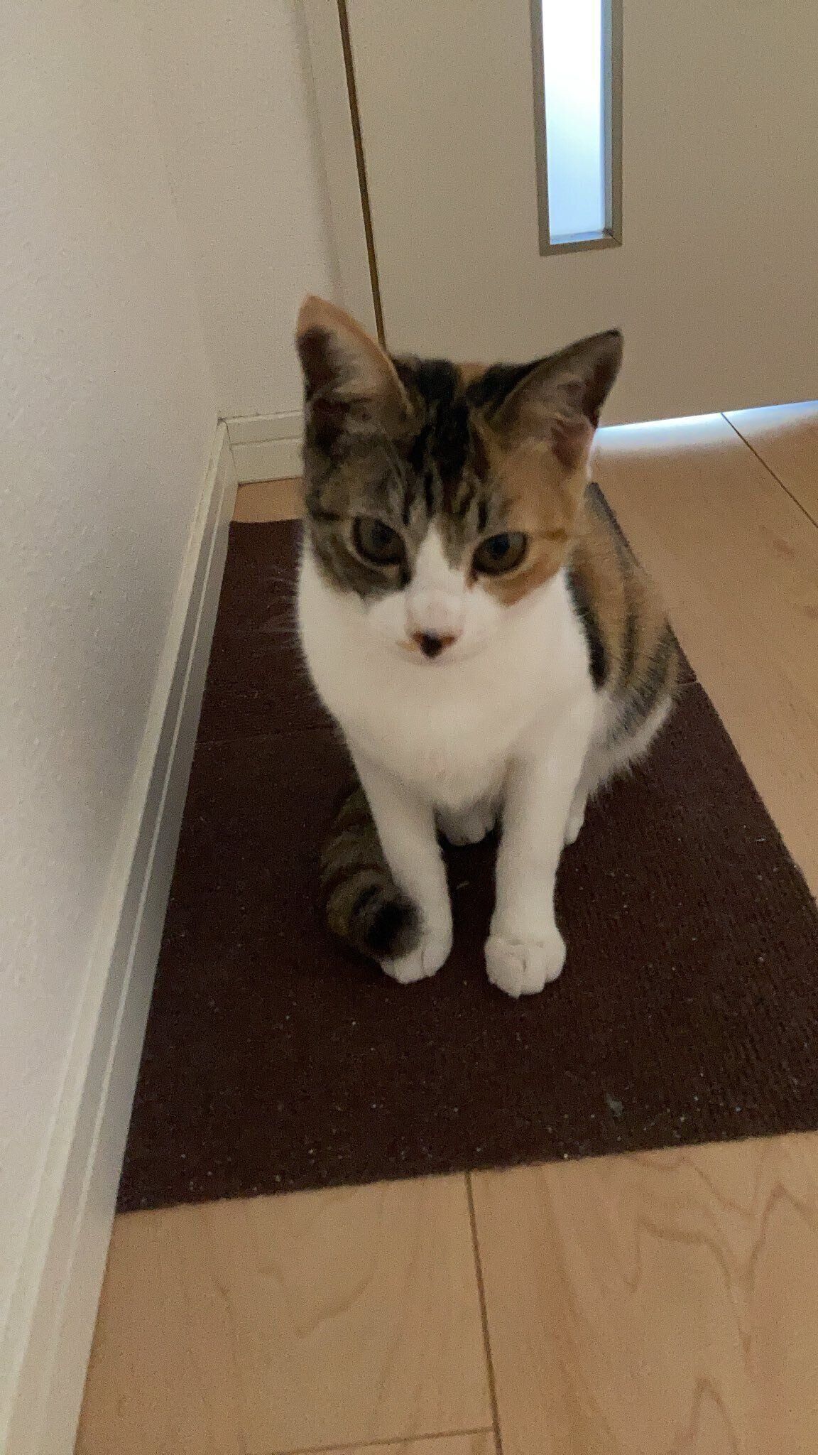 三毛トラのひなたちゃん