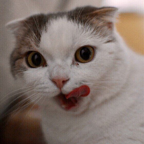 食後の猫（スコティッシュフォールド、オス）