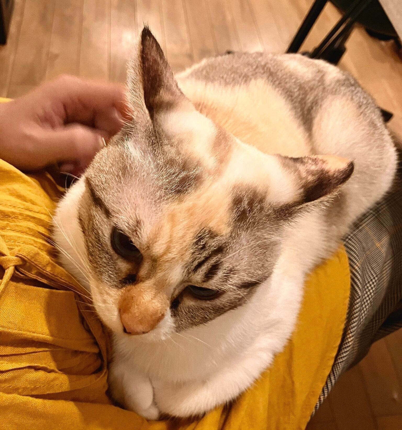 「お風呂入りたい」と言ったらイカ耳になるルールーちゃん