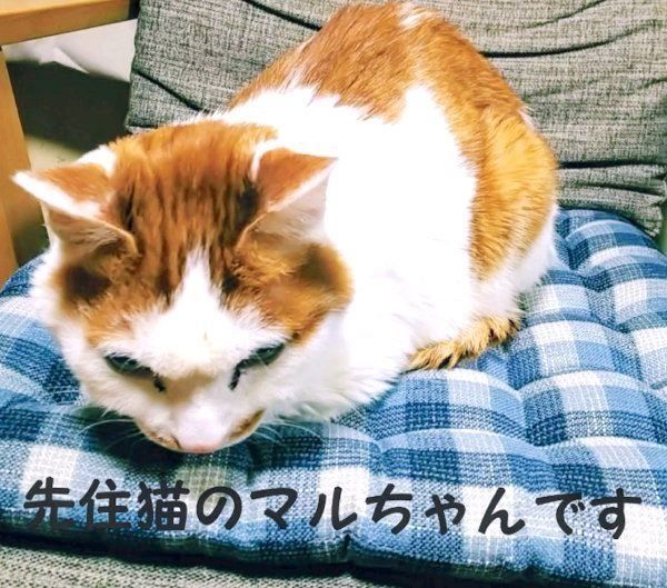 先住猫のマルちゃん
