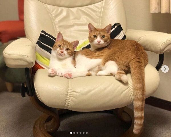 仲良しなむぎちゃん、みそちゃん