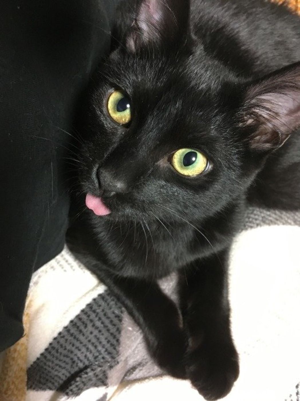 ねこのきもち 猫の柄と色は何種類 誕生の仕組みと柄について徹底分析 ねこのきもちweb Magazine ねこのきもち 猫の柄と色は何種類 誕生の仕組みと柄について徹底分析 ねこのきもちweb Magazine