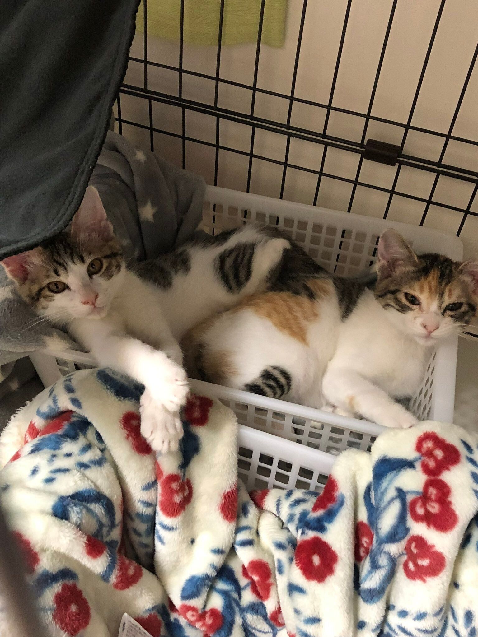 生後約3カ月の2匹の猫