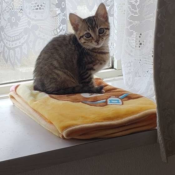 お気に入りの出窓でポーズをとるキジトラ