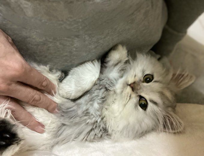 飼い主の夫に甘えるミヌエット