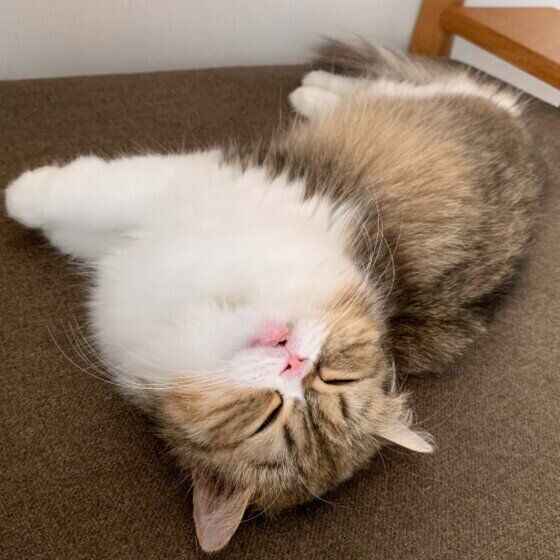 ミヌエットのひなちゃん