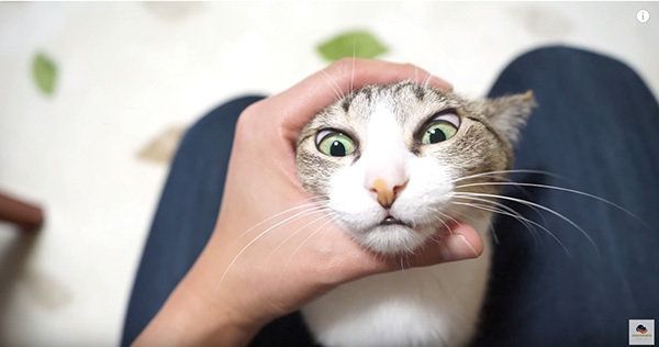 マッサージされる猫