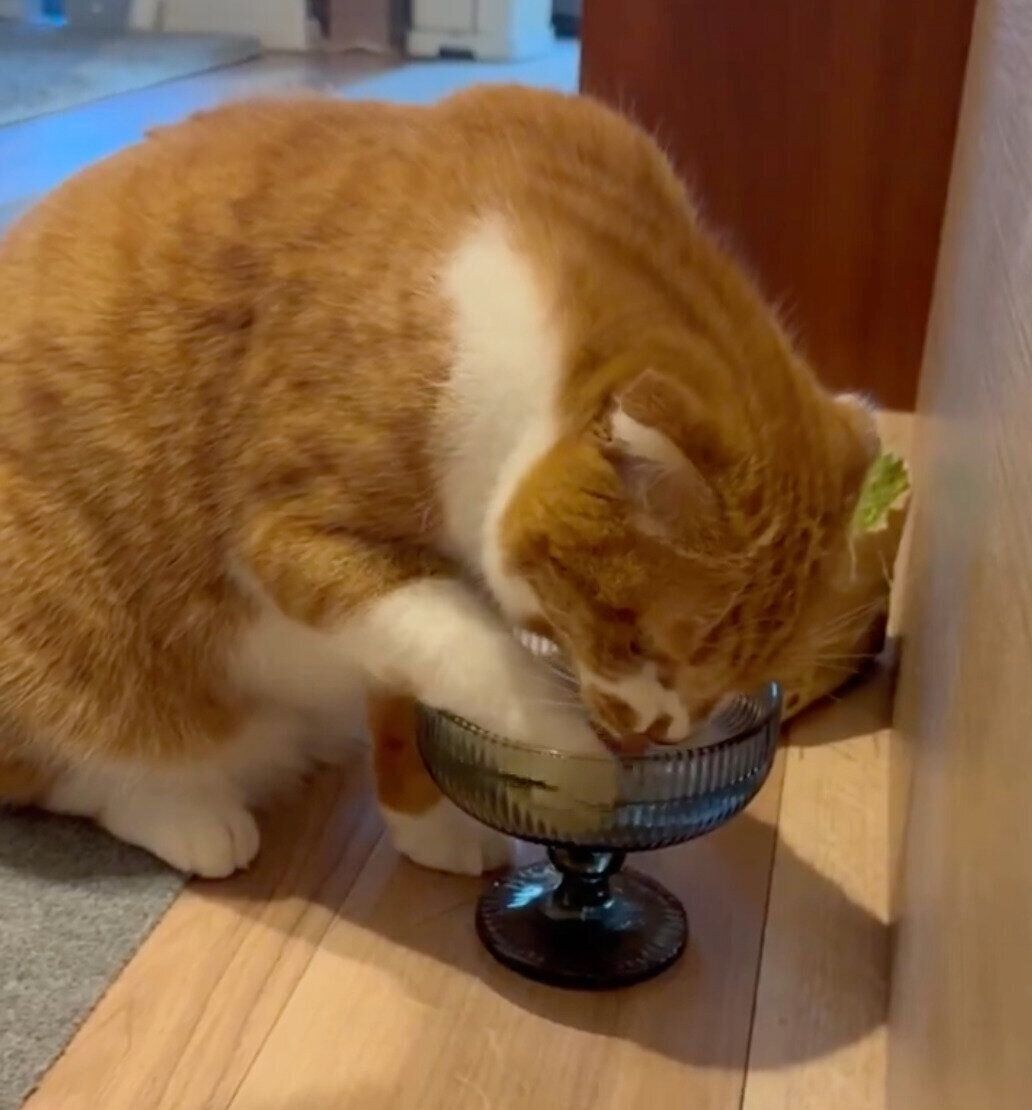 水を飲むポポちゃん