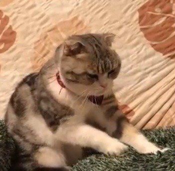 ふみふみ職人の匠ふくたん