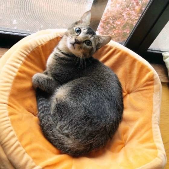 猫ベッドでくつろぐ猫