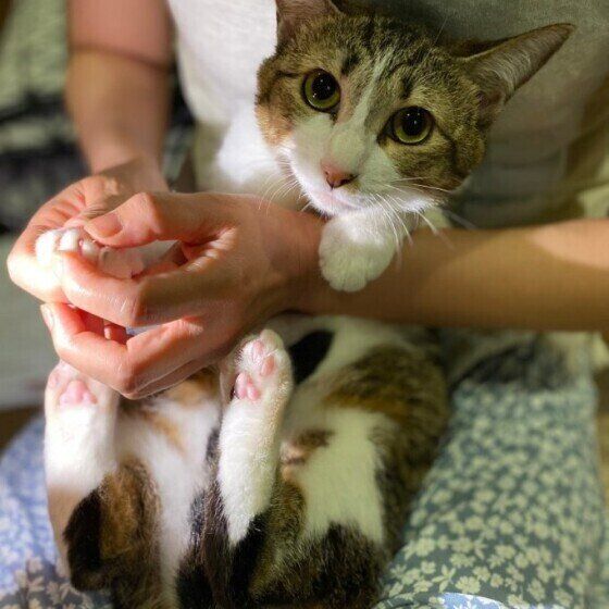猫の爪を切ることを 悟られない スムーズな爪切りのコツ ねこのきもちweb Magazine