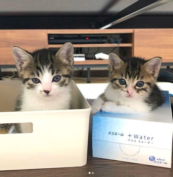 見つめるわらびちゃん、きなこちゃん