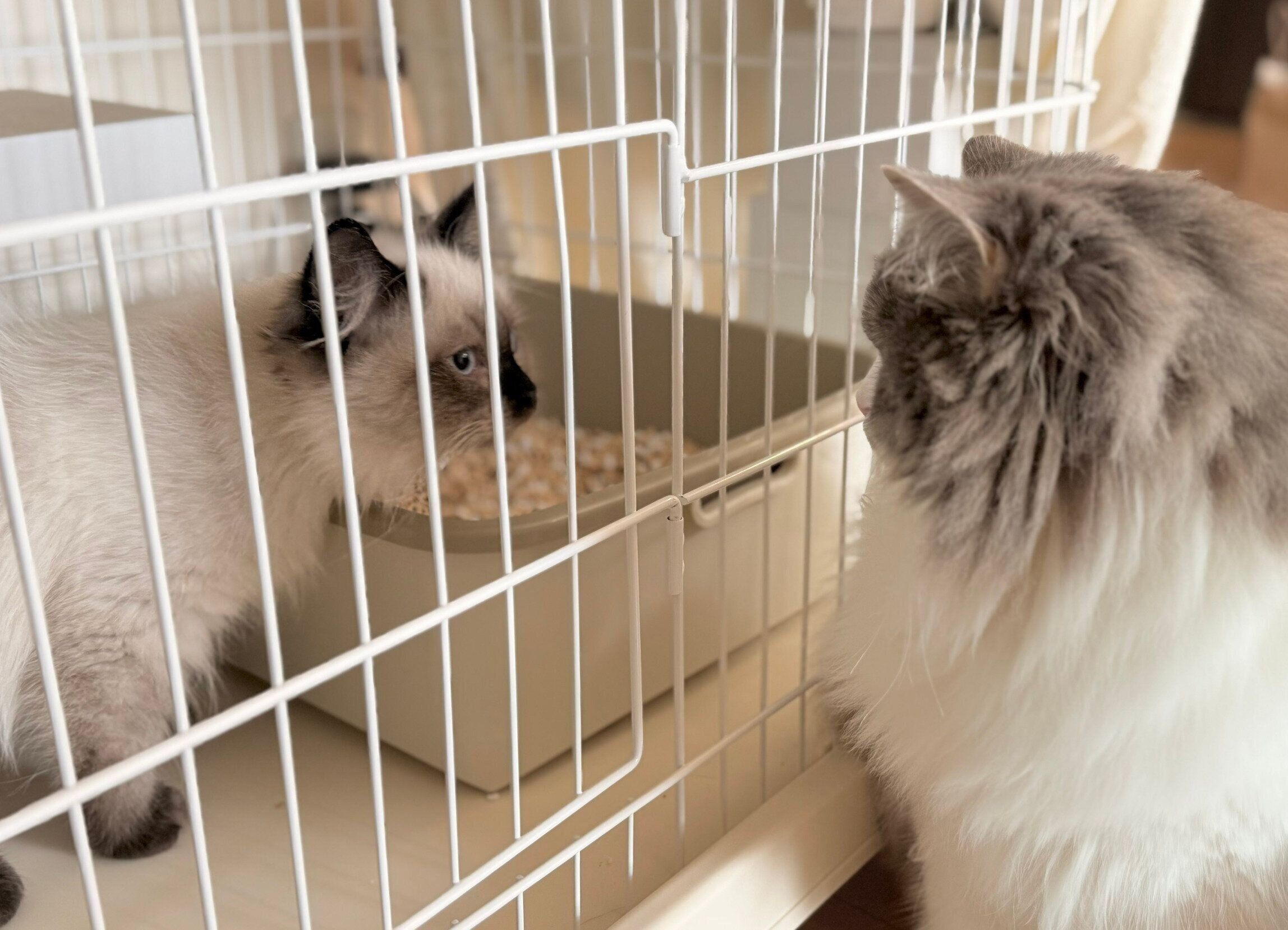 ケージ越しに対面するるねくん、たおくん