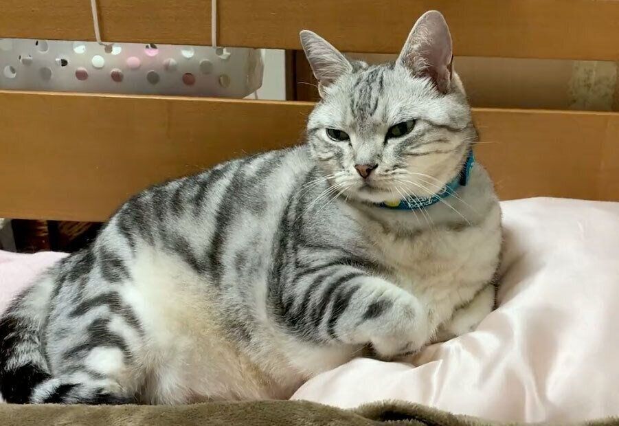 エアーふみふみしそうなサスケくん