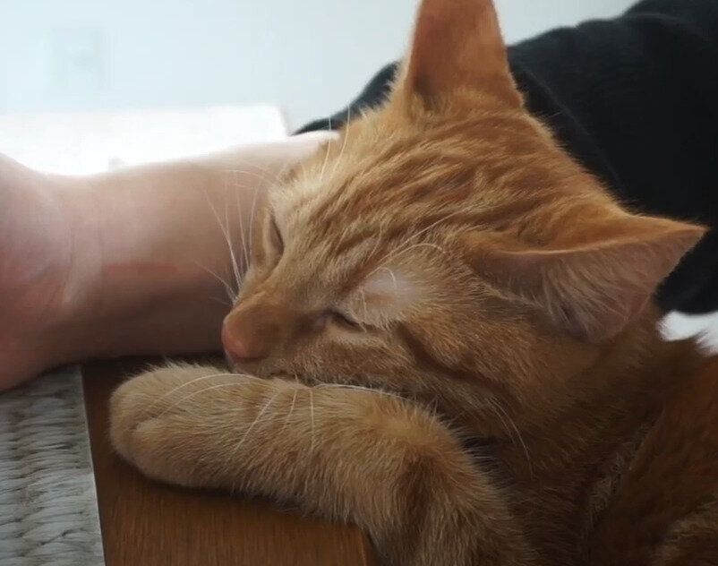 うたたねする猫