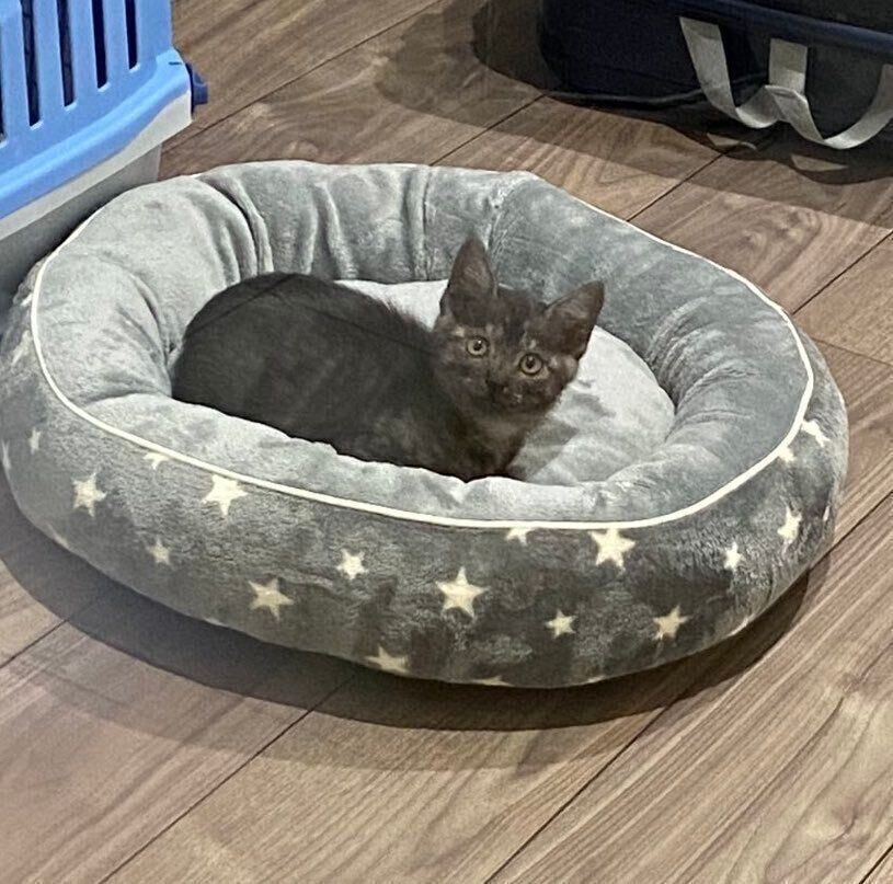 ベッドとくーちゃん