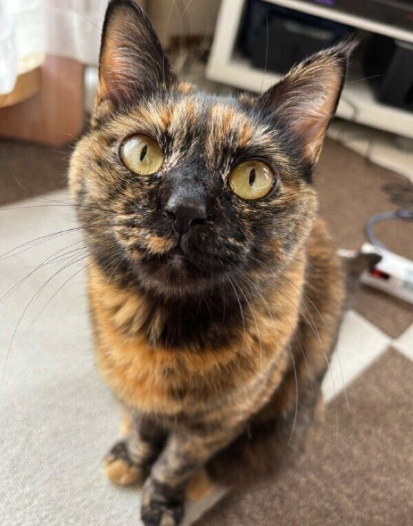 元気に成長してまんまるになったまるちゃん