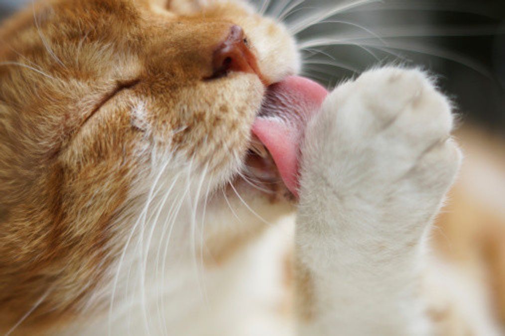 獣医師監修 舐めたり 噛んだりするのはなぜ 猫の毛づくろいの3つの理由 ねこのきもちweb Magazine 獣医師監修 舐めたり 噛んだりするのはなぜ 猫の毛づくろいの3つの理由 ねこのきもちweb Magazine