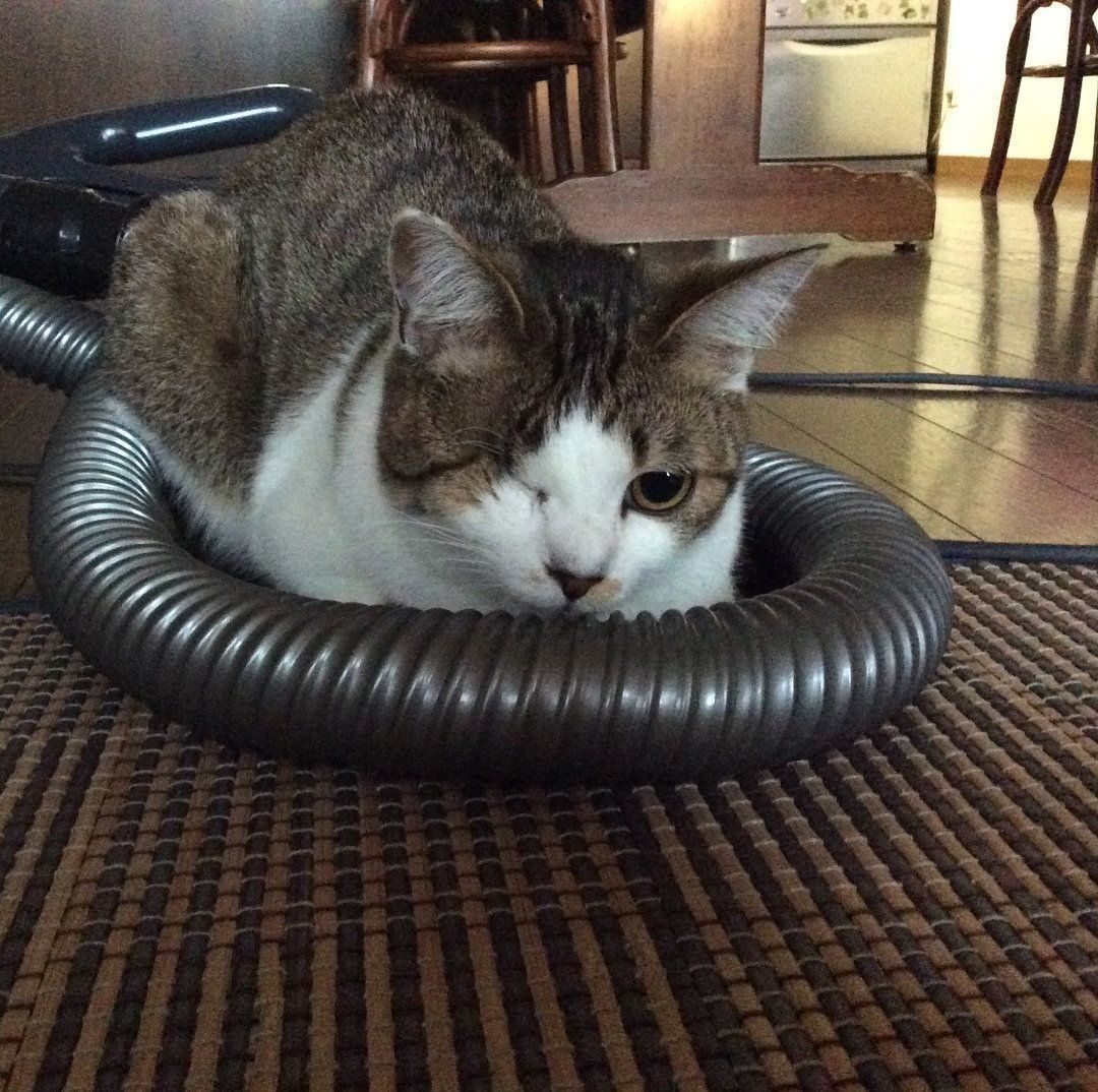 掃除機ホースと猫