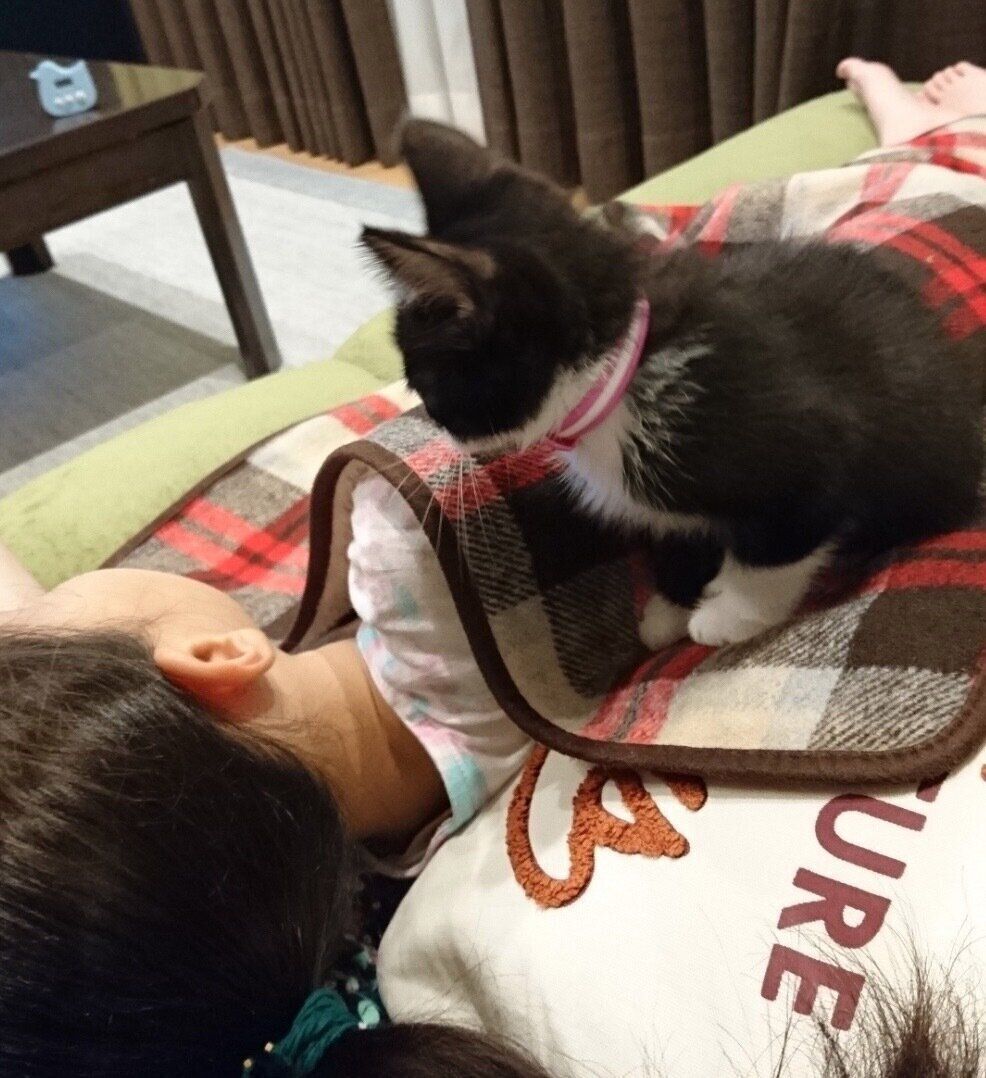 お昼寝中の娘さんを見つめるまるもちゃん