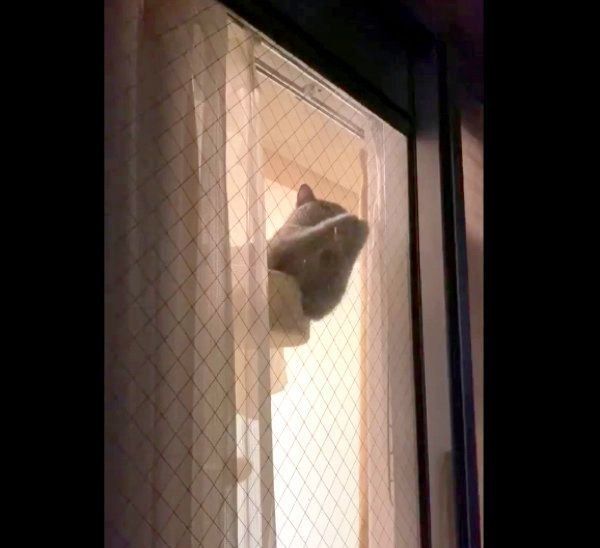 お手てを上下に動かすパティちゃん